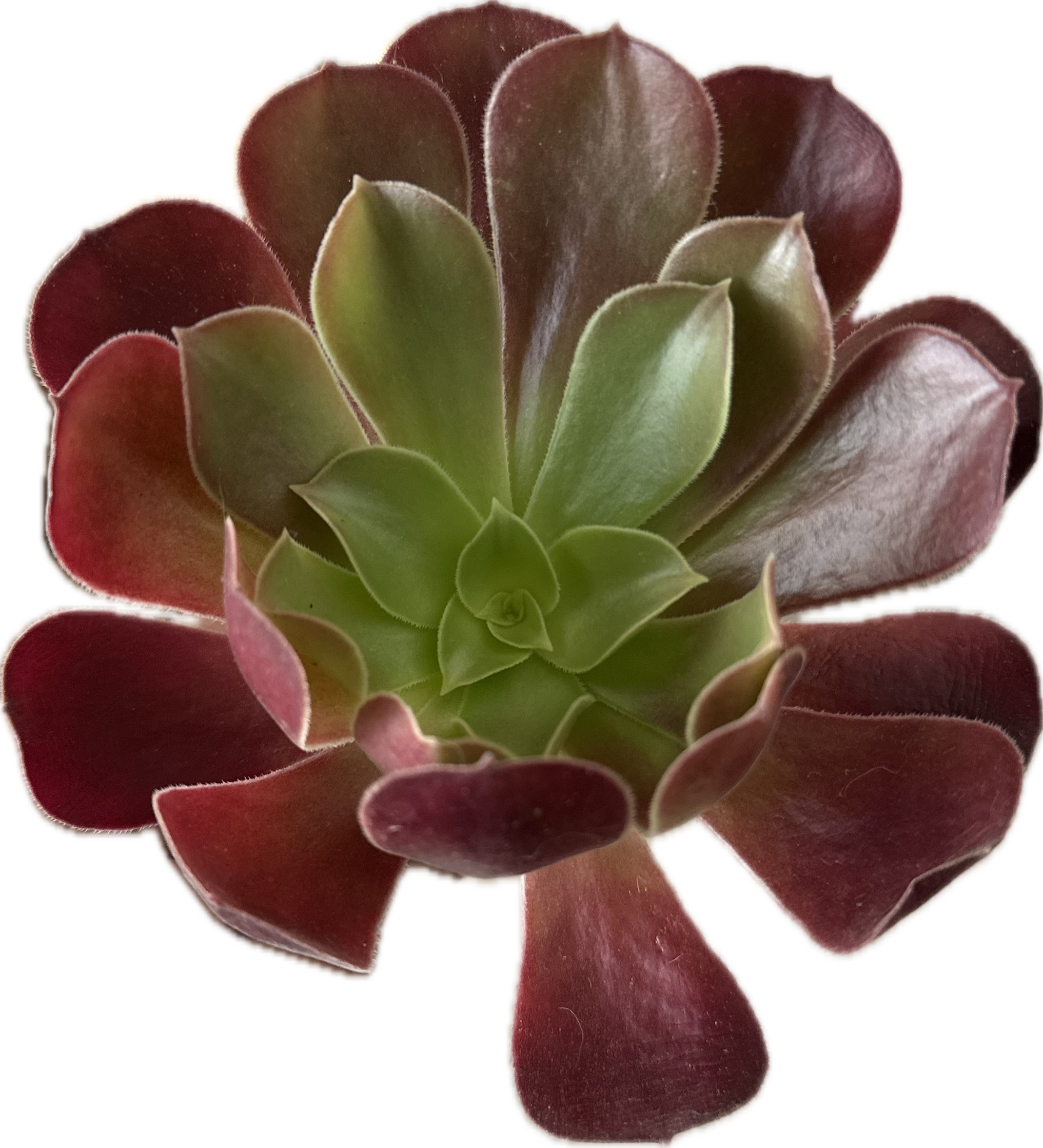 Desert Flower